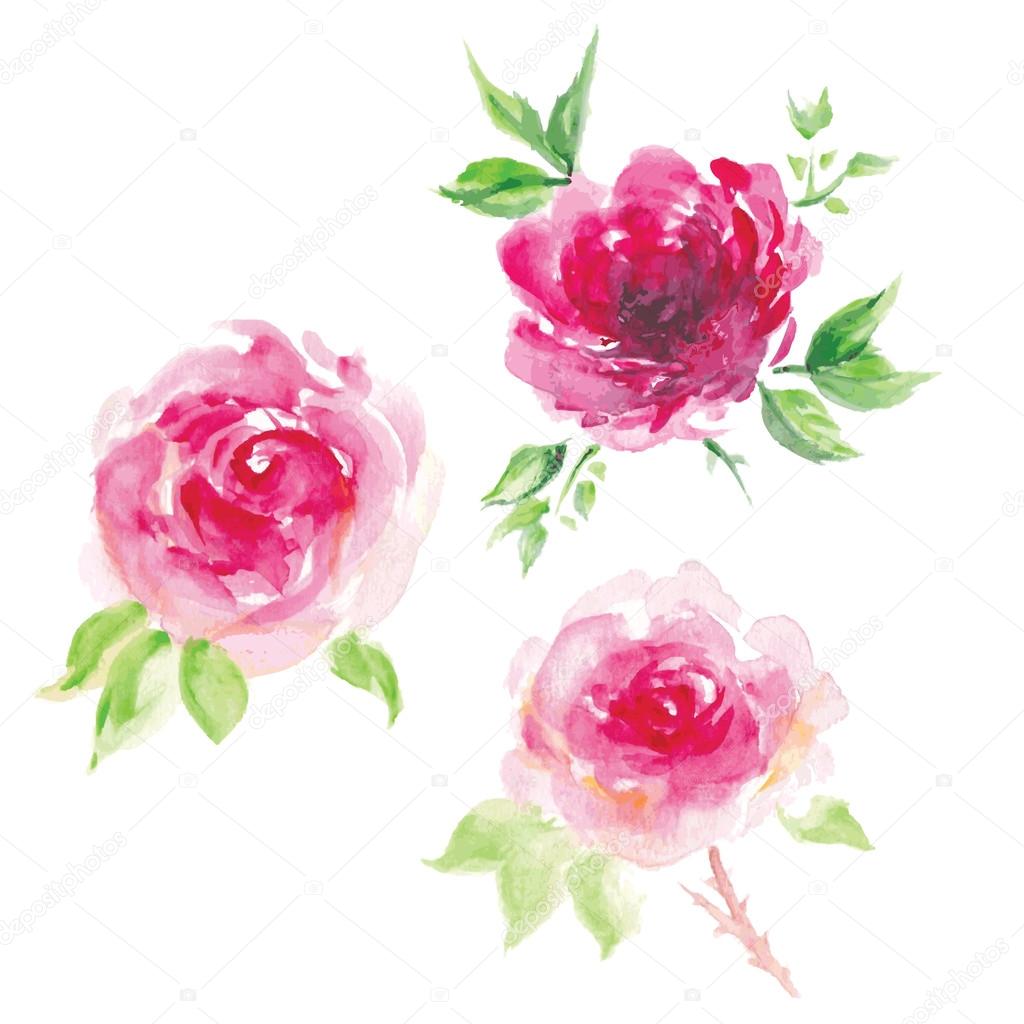 Watercolor rose illustration set