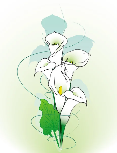 Calla zambak arka plan