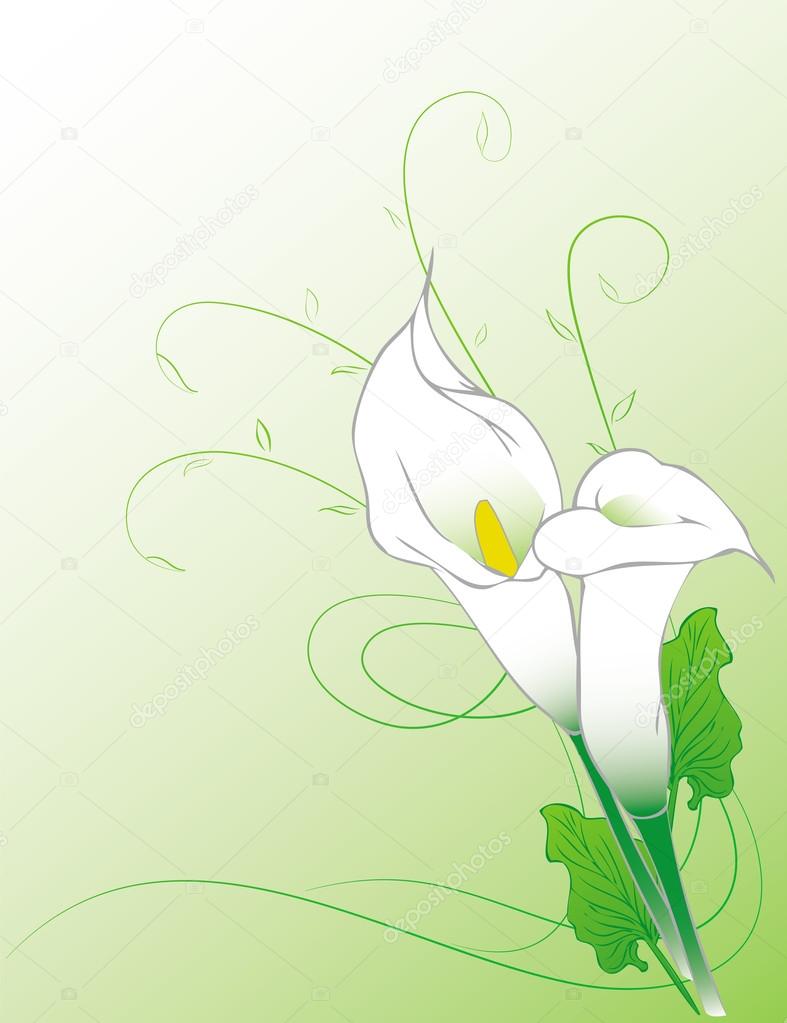 Calla lilies background