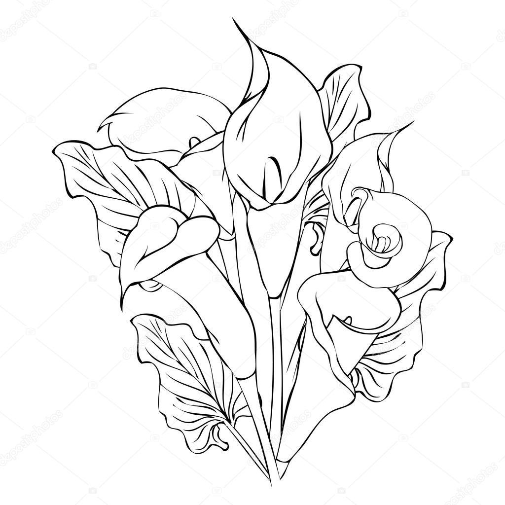Calla flowers outline drawing