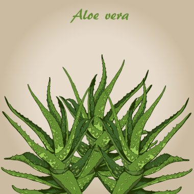 aloe vera 2