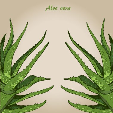 aloe vera 4