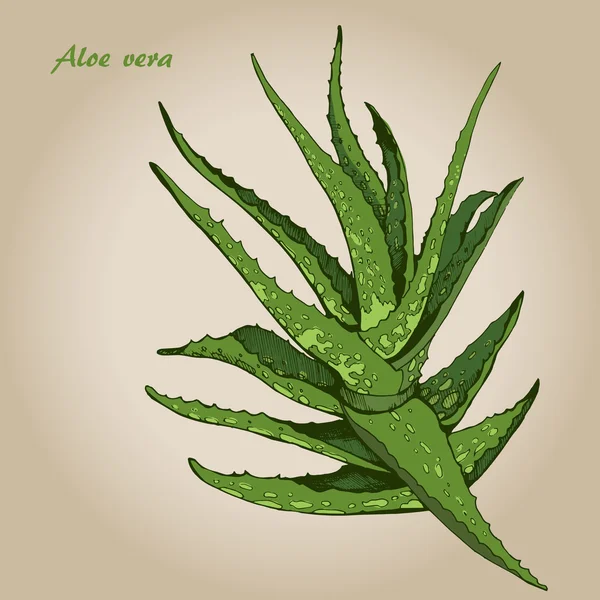 Aloe vera 1 — Vector de stock