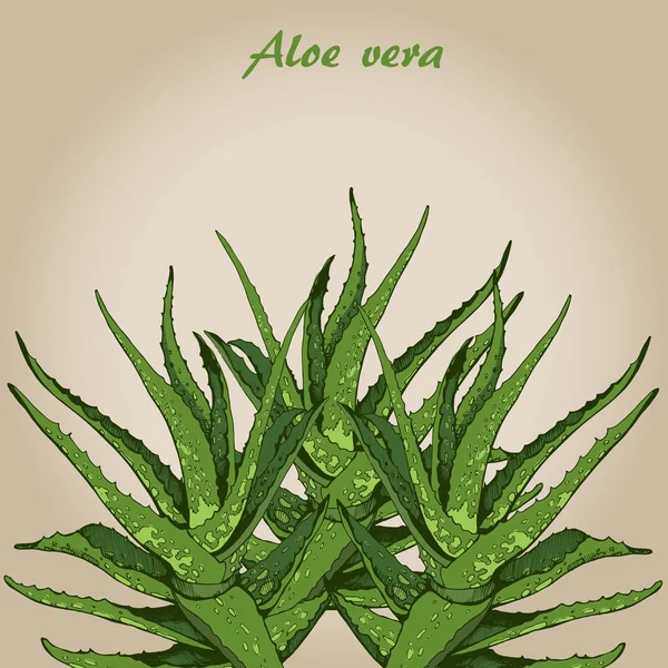 aloe vera 2