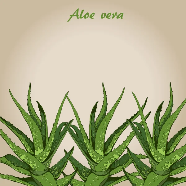 Aloe vera 3 — Stok Vektör