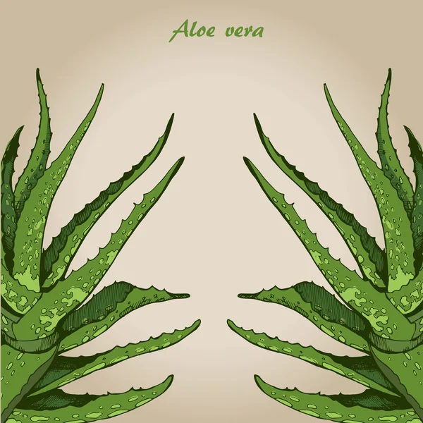 Aloe vera 4 — Stok Vektör