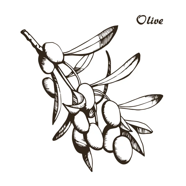 Croquis d'olive 0 — Image vectorielle