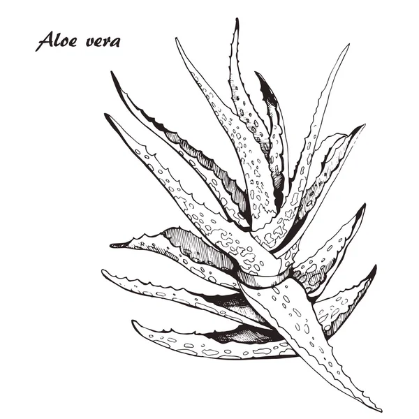 Croquis d'aloe vera — Image vectorielle