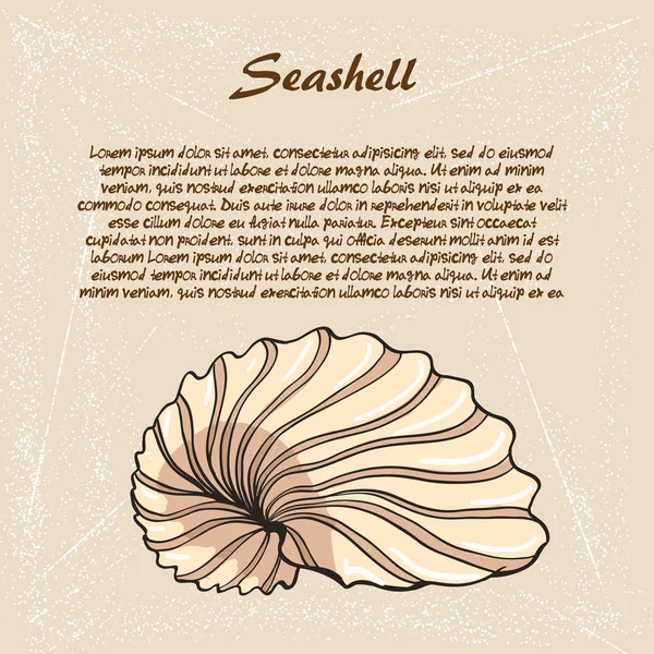 Seashell kroki 8 — Stok Vektör