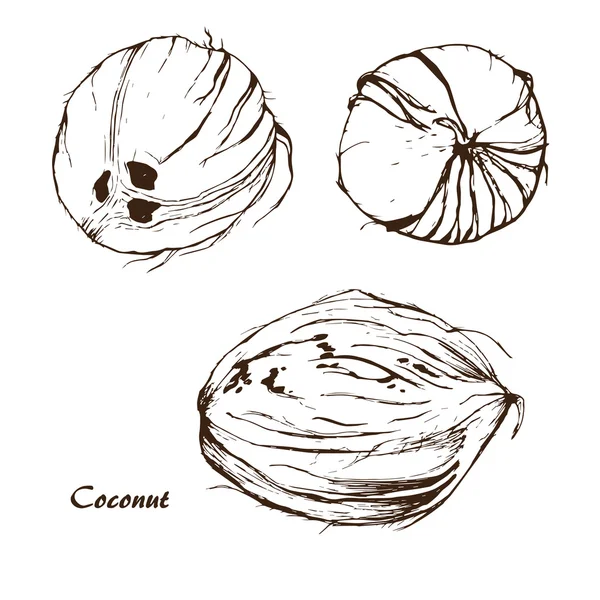 Noce di cocco disegnata a mano 1 — Vettoriale Stock