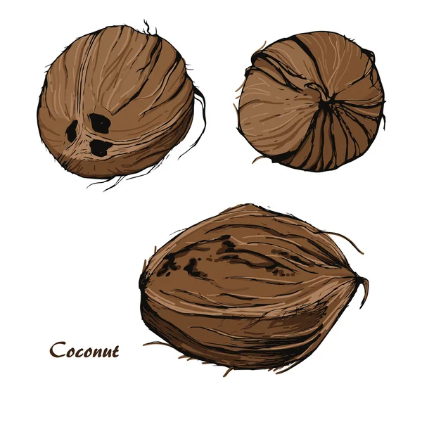 Рука кокосового ореха — стоковый вектор