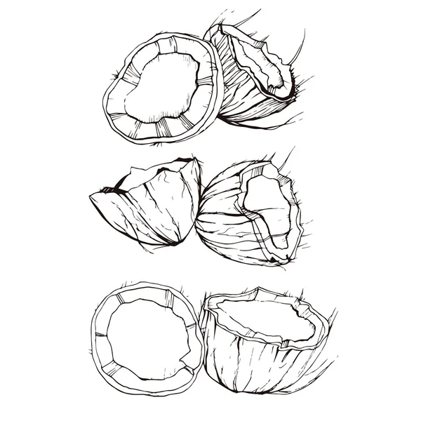 Noce di cocco disegnato a mano 3 — Vettoriale Stock