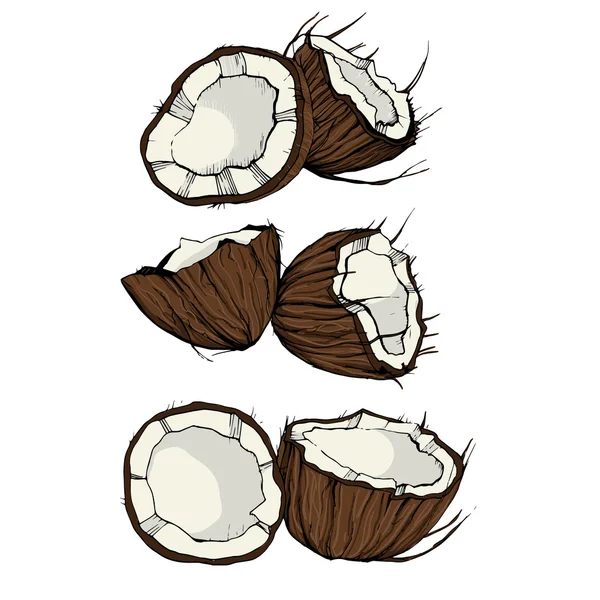Noce di cocco disegnato a mano 4 — Vettoriale Stock