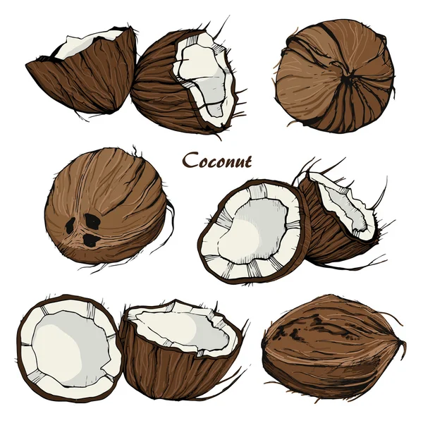 Cocco disegnato a mano 5 — Vettoriale Stock