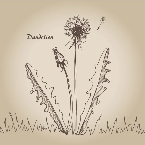 Dandelion sketch 3