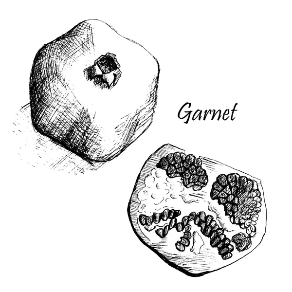 Гранатовый эскиз — стоковый вектор