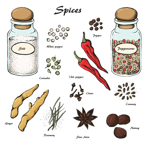 Spices 3 — Stock Vector