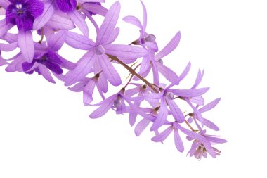 Petrea Volubilis L. Beyaz arkaplanda izole edildi.
