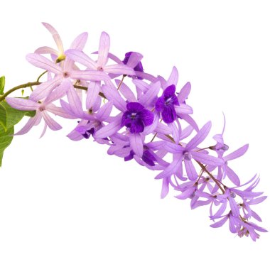 Petrea Volubilis L. Beyaz arkaplanda izole edildi.