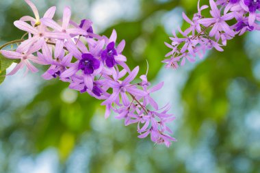 Petrea Volubilis L. Bahçe doğa bitki örtüsü..