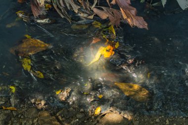 Kanal Lağım Tayland ve kirli su.