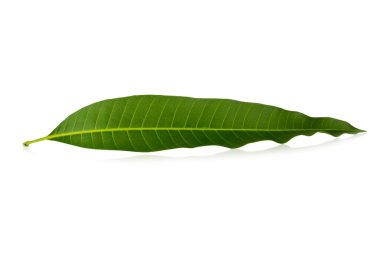 Beyaz arkaplanda yaprak mangosu izole.