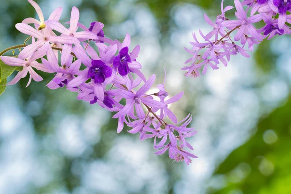 Petrea Volubilis L. Bahçe doğa bitki örtüsü..