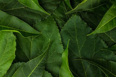 Yaprak arkaplan dokusu kapatma fabrikası.