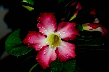 Azalea çiçekleri gece karanlık su damlası.