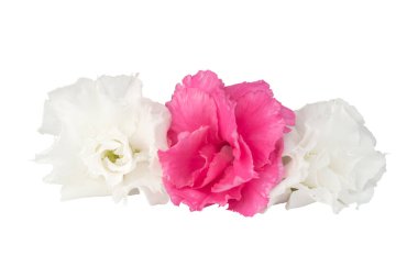 Adenyum Obesum beyaz arkaplanda izole edildi.