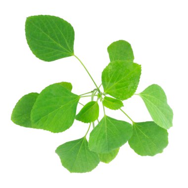 Beyaz arkaplanda küçük ağaç fidanı izole edildi.