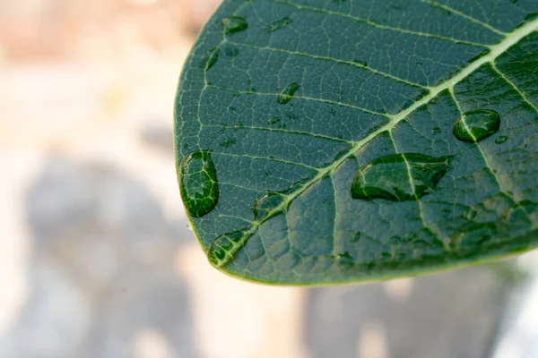 Foglie Acqua Goccioline Pioggia Natura — Foto Stock