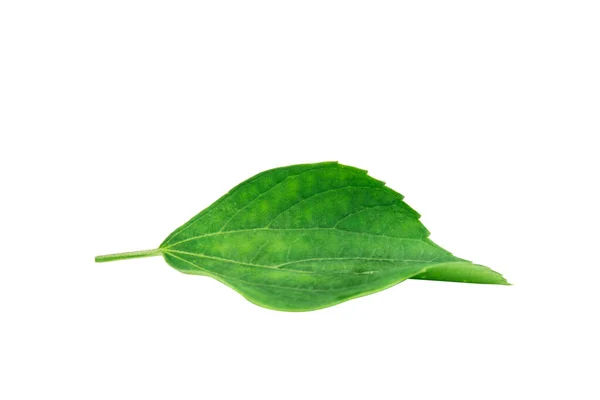 Hoja Pequeña Aislada Sobre Fondo Blanco — Foto de Stock