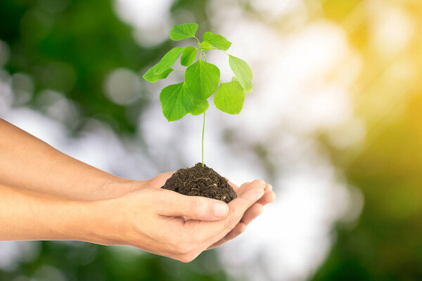 Рука держит саженец боке.
