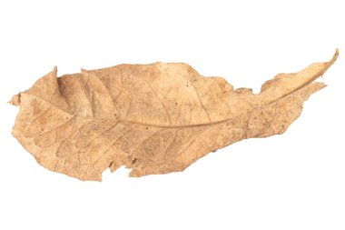 Beyaz arka plan üzerinde izole yaprak Kuru.