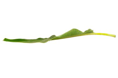 Beyaz arkaplanda muz yaprağı izole.