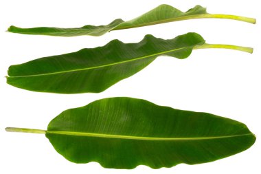 Beyaz arkaplanda muz yaprağı izole.