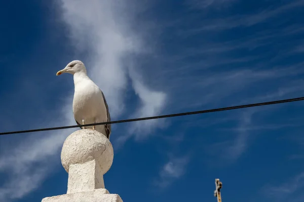 Selective focus on a European herring gull (Larus argentatus) on a wall at Algarve coast in Portugal. It is the most-known of all gulls along the shores of western europe.