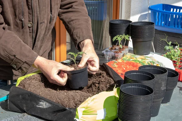 Young tomato seedlings that have been grown from seeds in the greenhouse are placed in larger planters in the spring. The gardener now uses nutrient-rich soil.