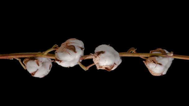 Natural Dry Cotton Branch on black background. Vertical Screen — Stock Video