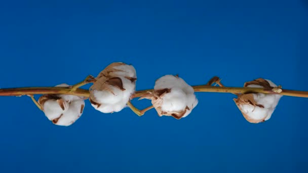 Natural Dry Cotton Branch på blå bakgrunn. Vertikal skjerm – stockvideo
