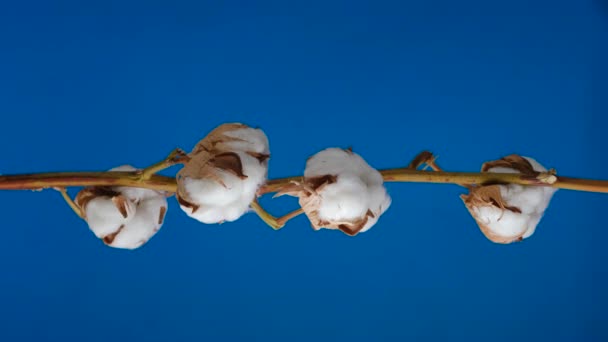 Ramo di cotone asciutto naturale su sfondo blu. Schermo verticale — Video Stock