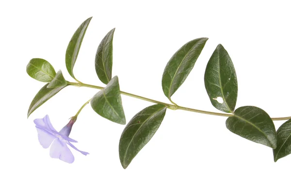 Pervenche Naine Branche Mineure Vinca Avec Fleurs Bleues Feuilles Vertes — Photo