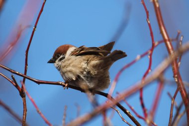 Avrasya ağaç serçesi (Passer montanus) mavi gökyüzüne karşı köpek gülü dalında oturuyor, Belarus
