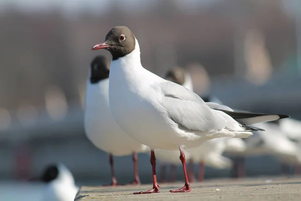 Black Headed Gulls Chroicocephalus Ridibundus Adult Summer Plumage Belarus — Stock Photo, Image