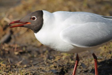 Yazın yetişkin siyah başlı martı (alternatif) tüyleri ön duruşunu açık ağızla gösterir. Saldırganlık ve saldırma isteğinin göstergesi