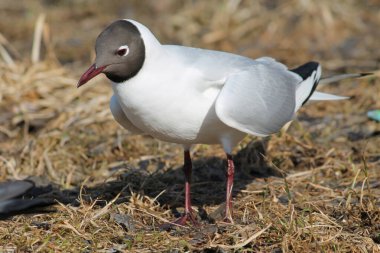 Siyah başlı martılar (Chroicocephalus ridibundus) yetişkin yaz tüylerinde, Belarus