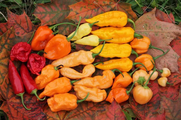 Fundo Com Pimentas Vermelhas Amarelas Laranja Quentes Diferentes Formas Colheita — Fotografia de Stock