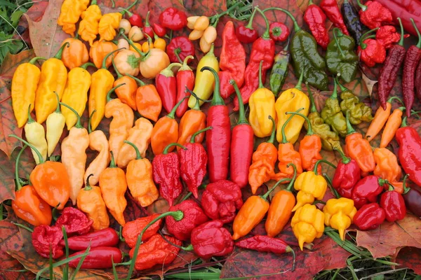 Background with hot red, yellow and orange chili peppers of different shapes. Bright harvest of hot peppers. Harvest time