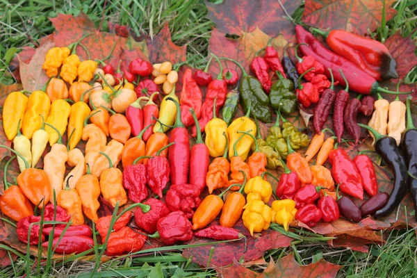 Pozadí Horkou Červenou Žlutou Oranžovou Chilli Paprikou Různých Tvarů Jasná — Stock fotografie